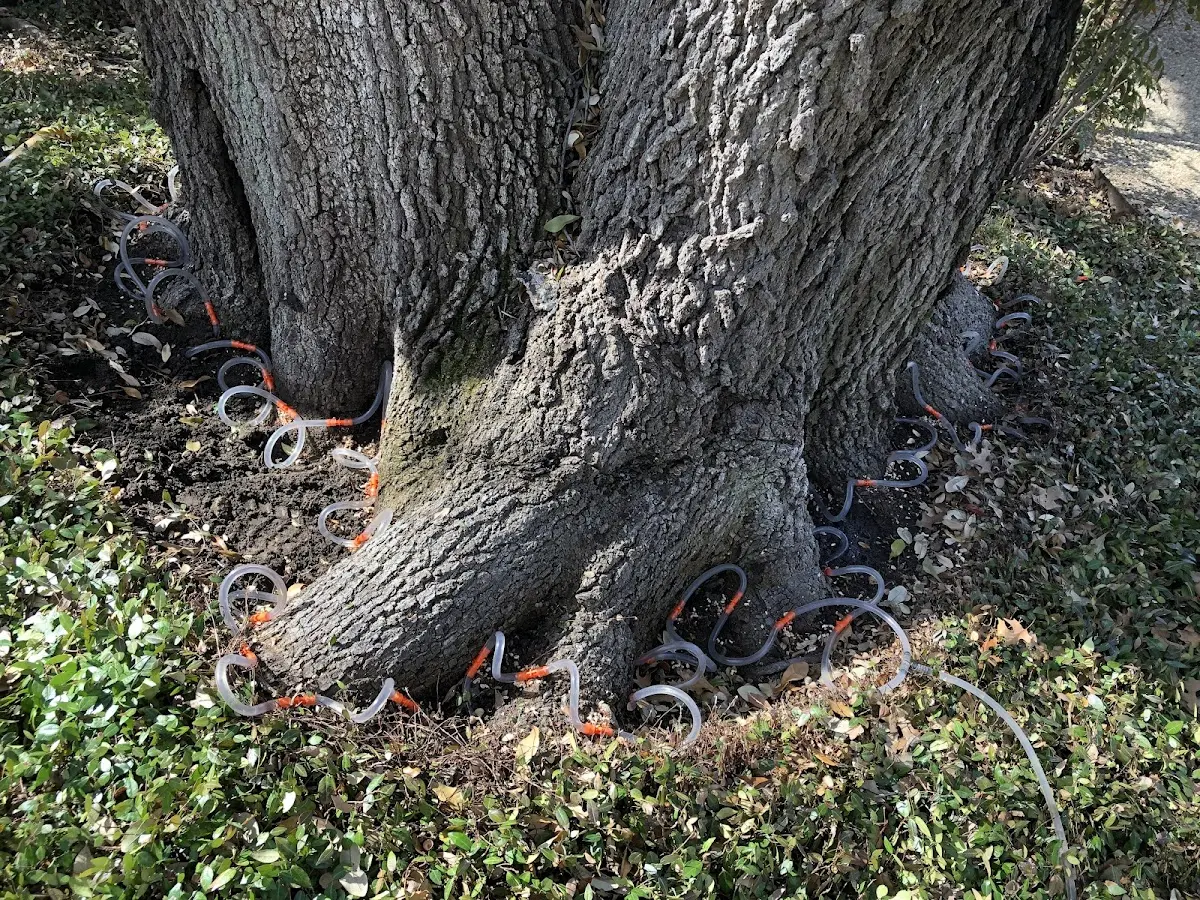 Detailed Tree Cabling and Bracing job site in Myton