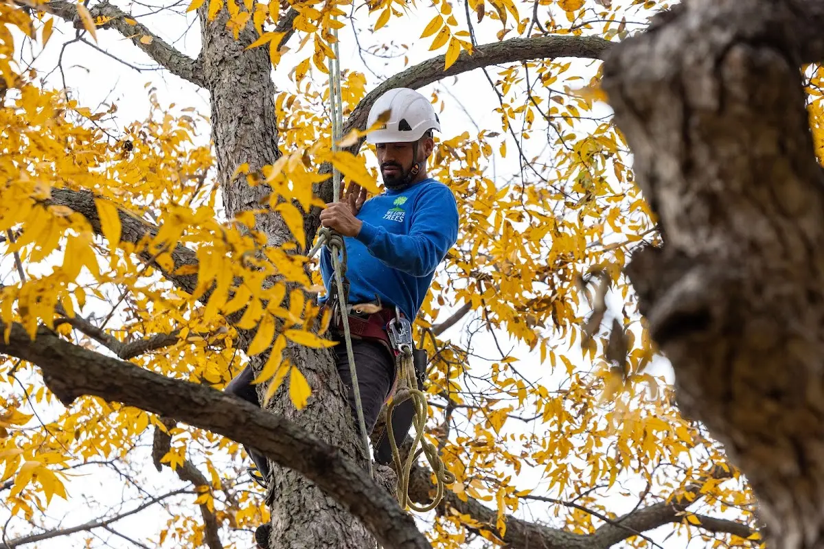Skilled Tree Planting crew working in Myton